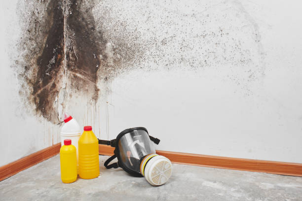 Best Commercial Mold Removal  in Heritage Lake, IN