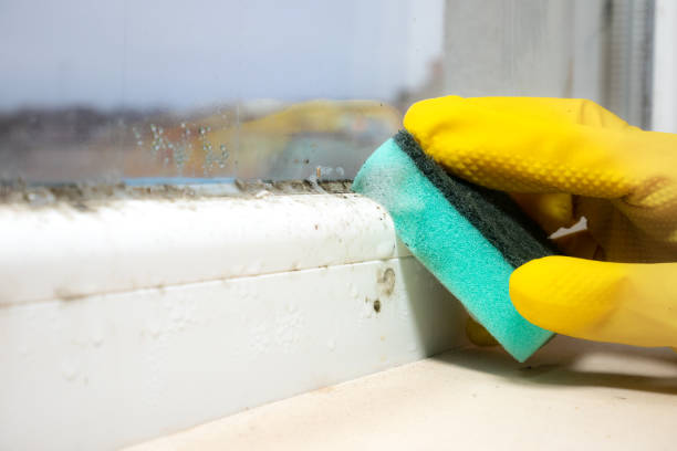 Certified Mold Removal in Heritage Lake, IN