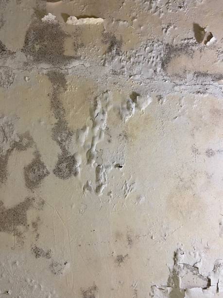 Best Same-Day Mold Removal  in Heritage Lake, IN
