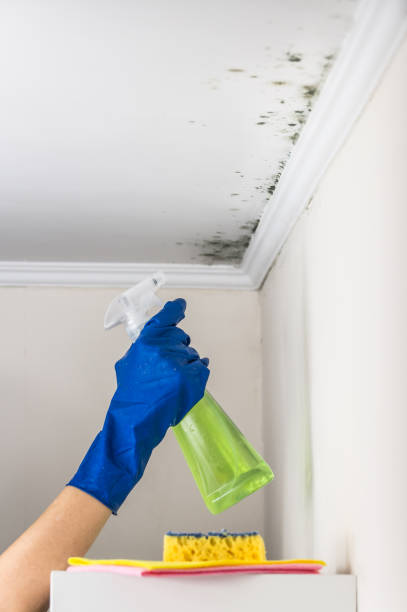 Best Affordable Mold Removal  in Heritage Lake, IN