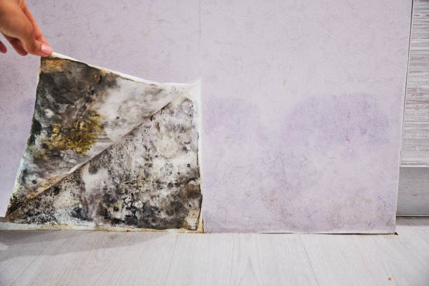 Best Mold Testing  in Heritage Lake, IN